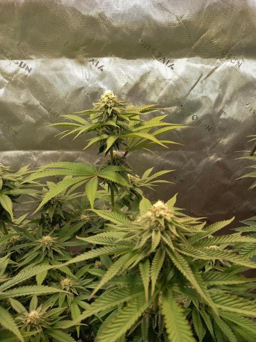 Orange Bud 2.0 Dutch Passion. Week 10
