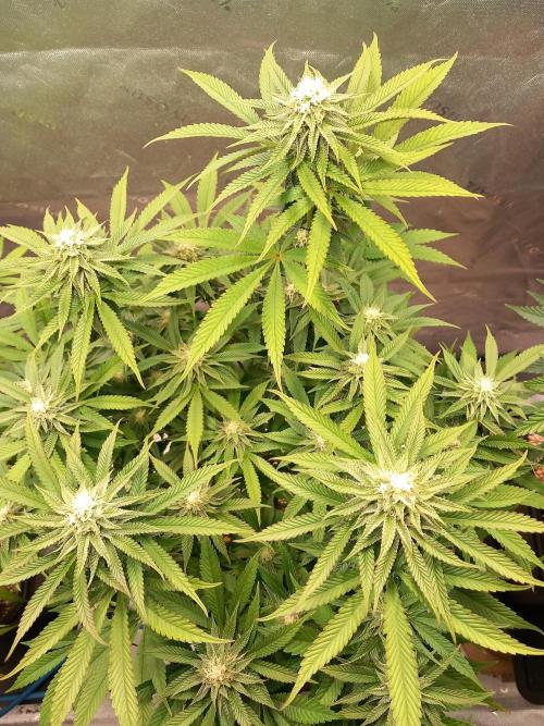 Orange Bud 2.0 Dutch Passion. Week 10