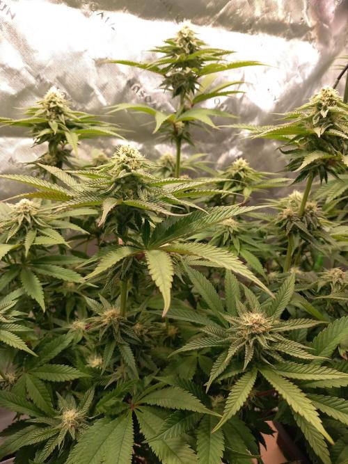 Orange Bud 2.0. Week 10