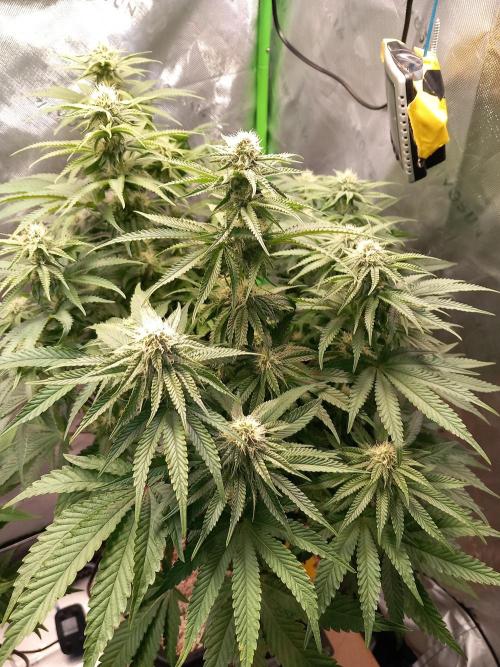 The Devil's Cookie One. Week 9