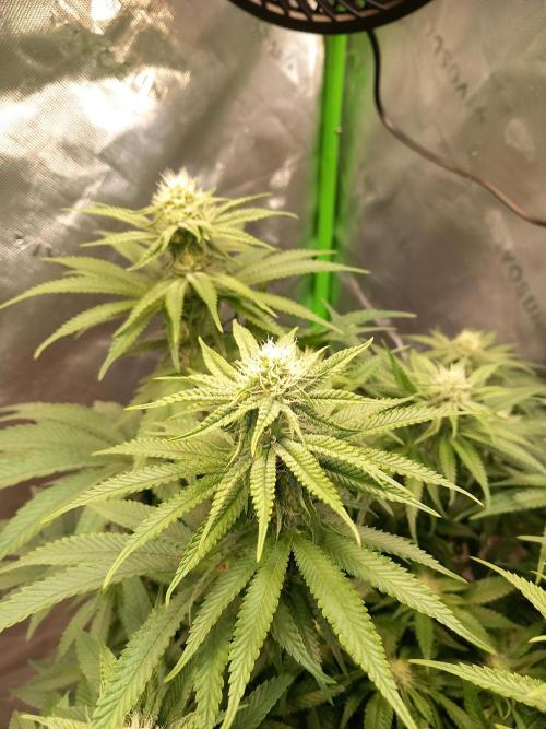 The Devil's Cookie One. Week 9