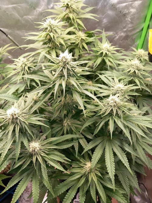 The Devil's Cookie One. Week 9
