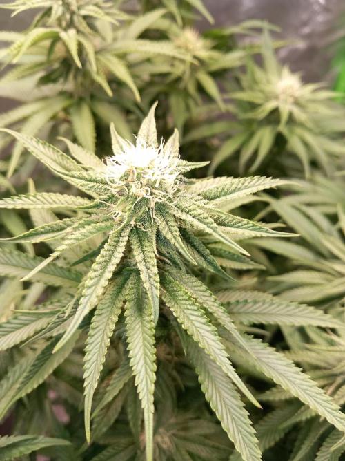 The Devil's Cookie One. Week 9