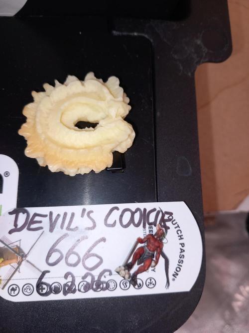 The Devil's Cookie One. Week 9