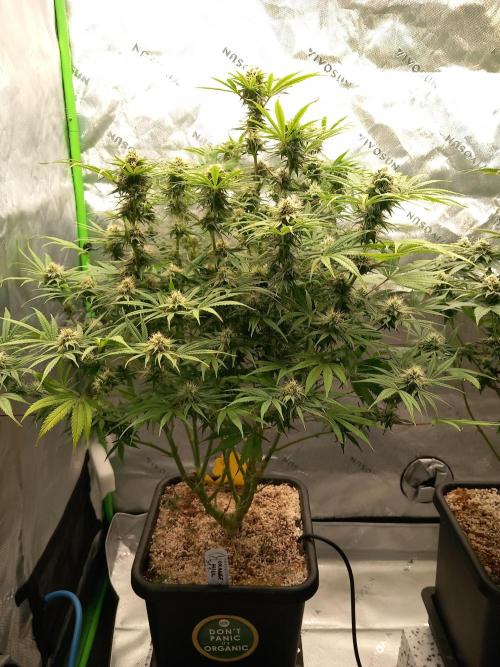 Orange Hill Special Dutch Passion. Week 11