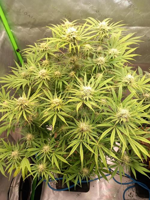 Orange Hill Special Dutch Passion. Week 11