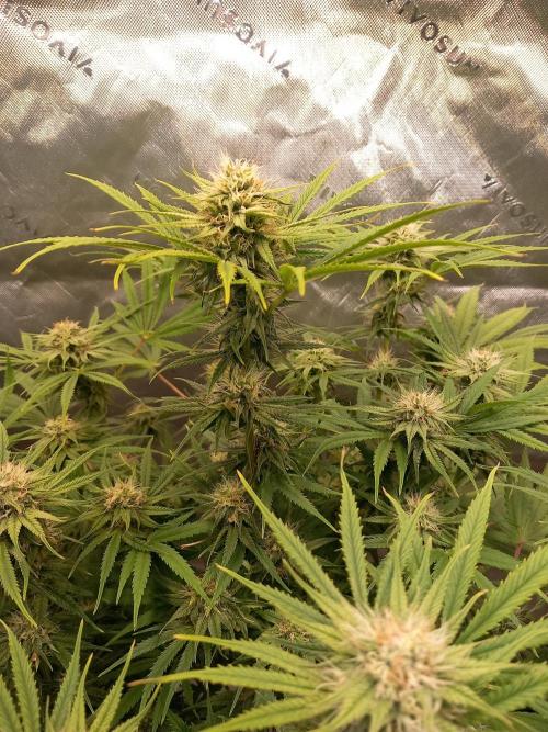 Orange Hill Special Dutch Passion. Week 11