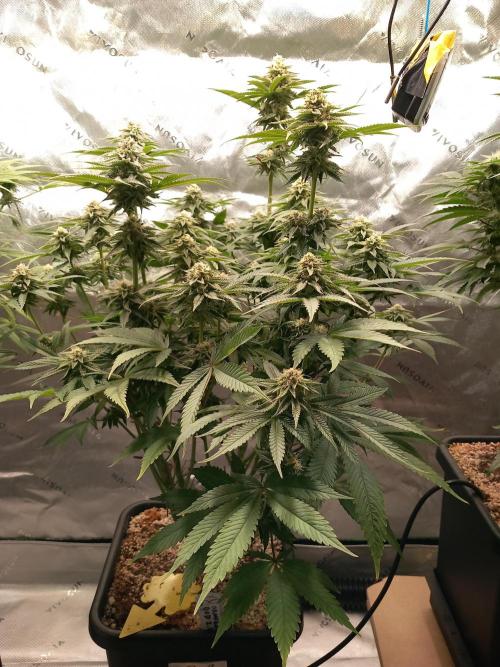 Orange Bud 2.0 Dutch Passion. Week 11