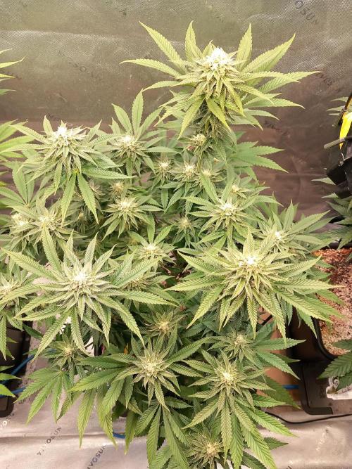 Orange Bud 2.0 Dutch Passion. Week 11
