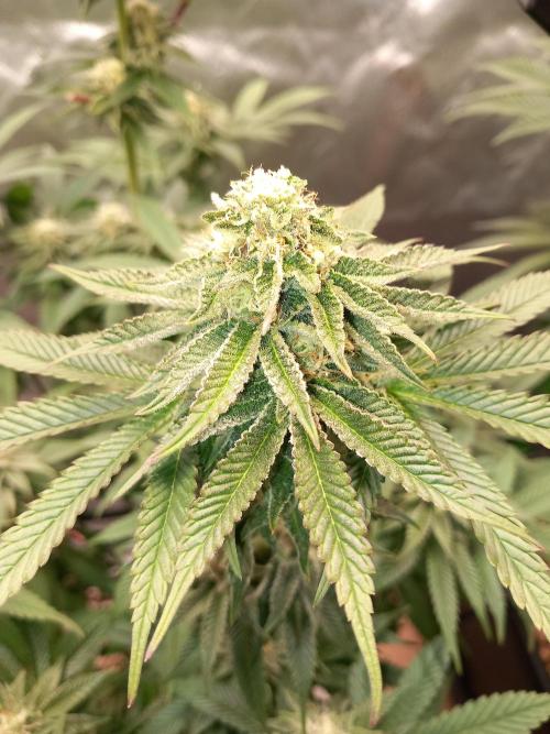 Orange Bud 2.0. Week 11