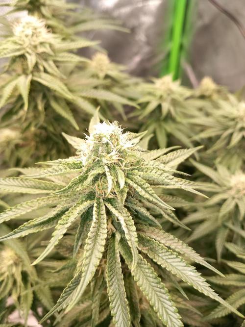 The Devil's Cookie One. Week 10 - Frost starts