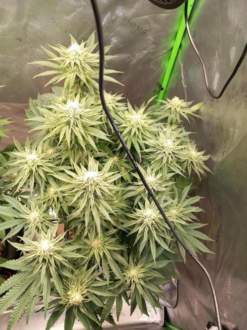 The Devil's Cookie One. Week 10