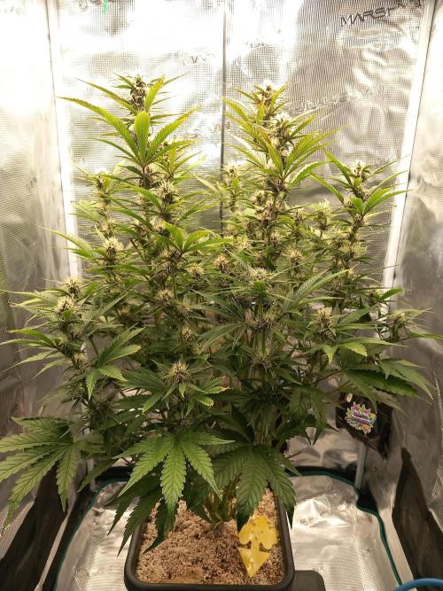 Triple G Automatic. Week 8