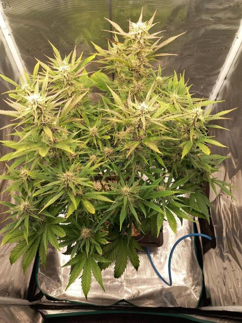 Triple G Automatic. Week 8