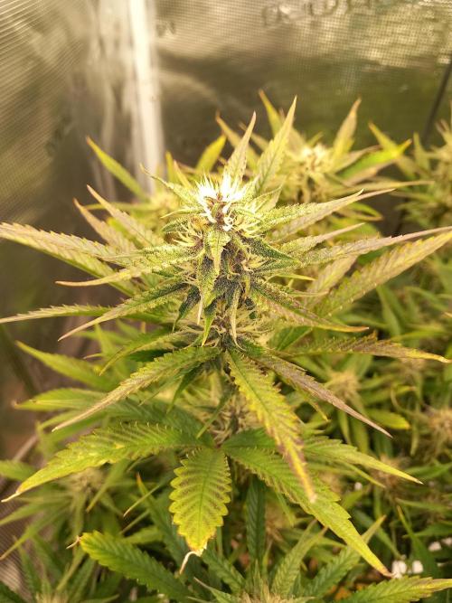 Triple G Automatic. Week 8