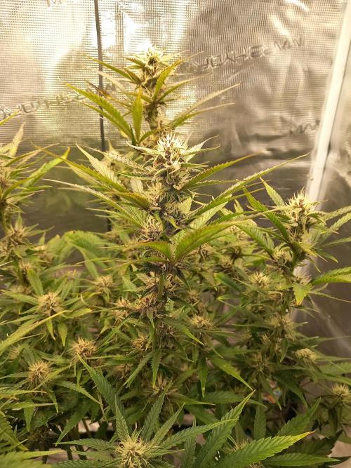 Triple G Automatic. Week 8