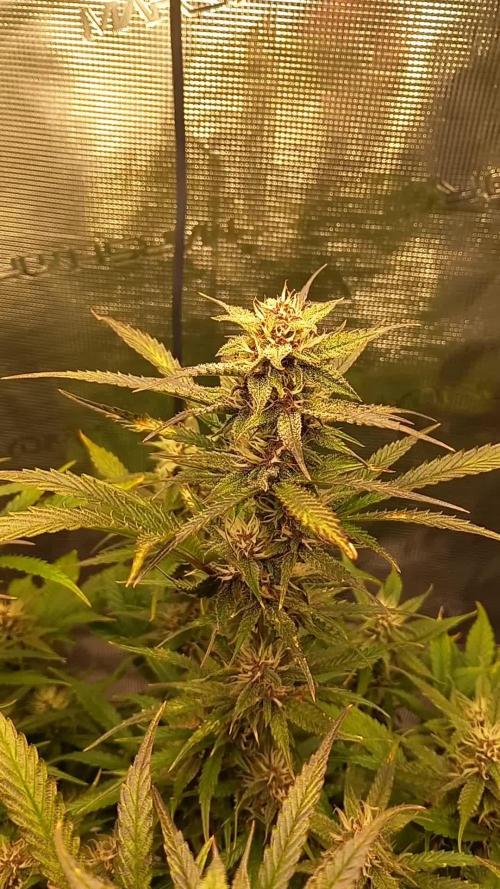 Triple G Automatic