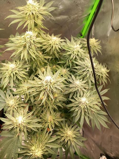 The Devil's Cookie One. Week 11