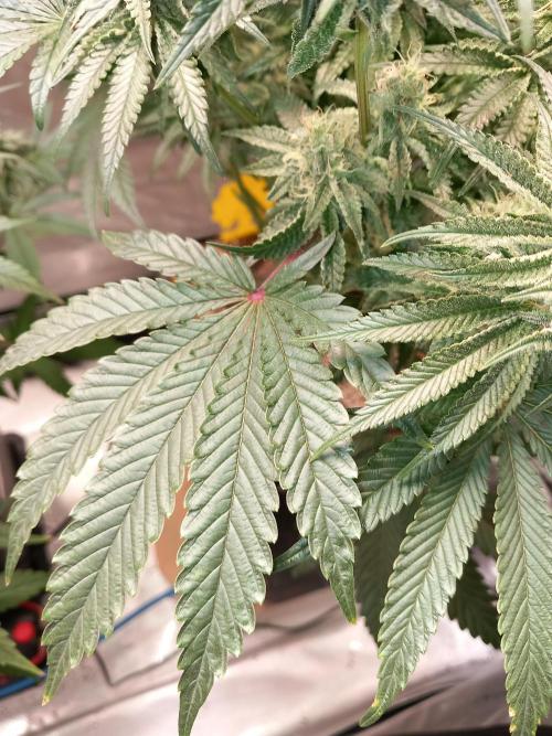 The Devil's Cookie One. Week 11