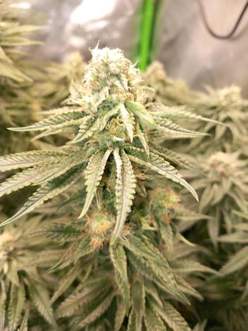 The Devil's Cookie One. Week 11
