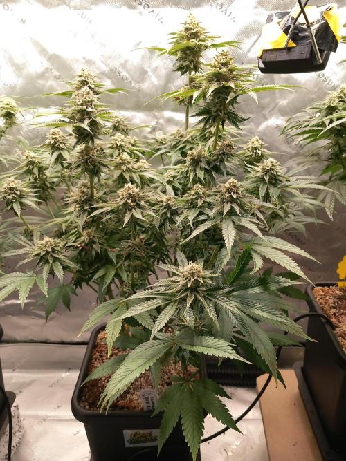 Orange Bud 2.0 Dutch Passion. Week 12