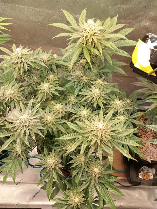 Orange Bud 2.0 Dutch Passion. Week 12