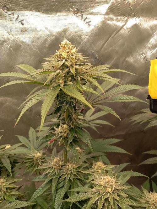 Orange Bud 2.0 Dutch Passion. Week 12