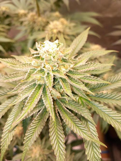 Orange Bud 2.0. Week 12