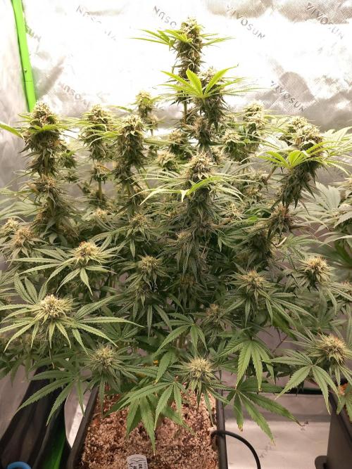 Orange Hill Special Dutch Passion. Week 12
