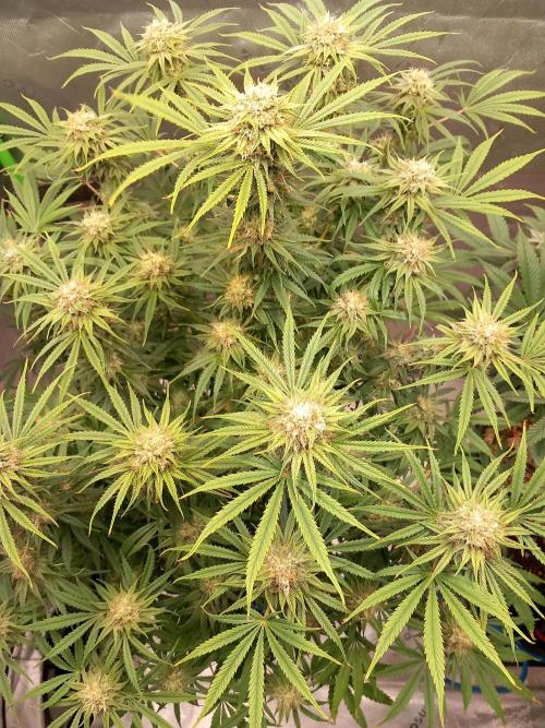 Orange Hill Special Dutch Passion. Week 12