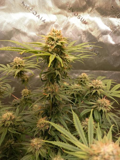 Orange Hill Special Dutch Passion. Week 12