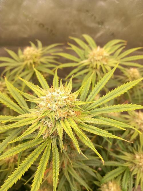 Orange Hill Special Dutch Passion. Week 12