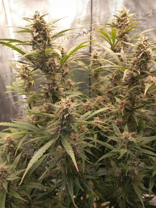 Triple G Automatic. Week 9