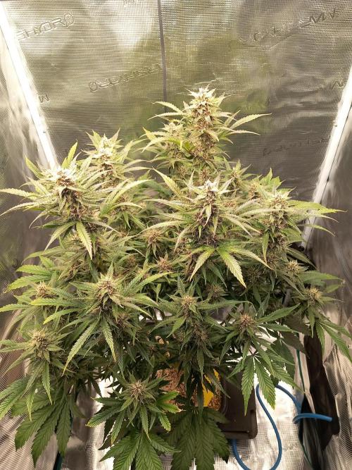 Triple G Automatic. Week 9