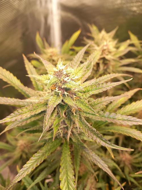 Triple G Automatic. Week 9