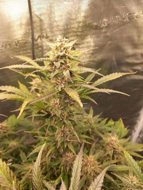 Triple G Automatic. Week 9
