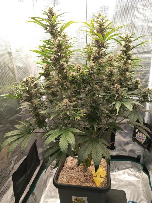 Triple G Automatic. Week 9