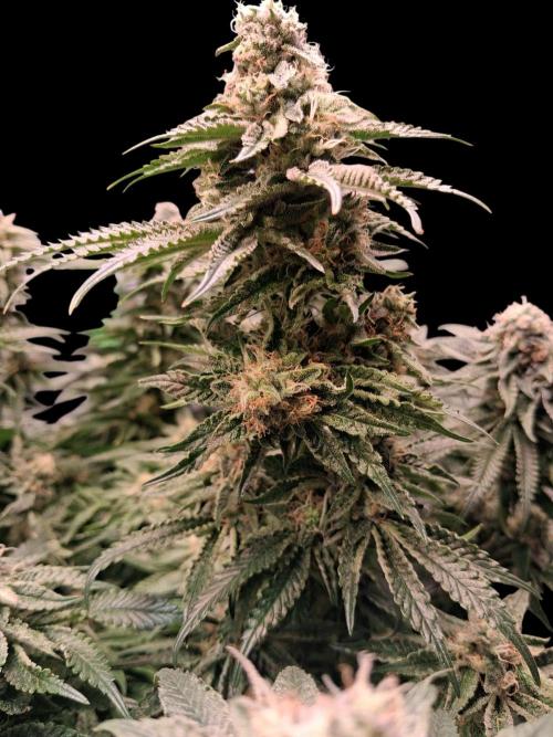 The Devil's Cookie One. Week 11