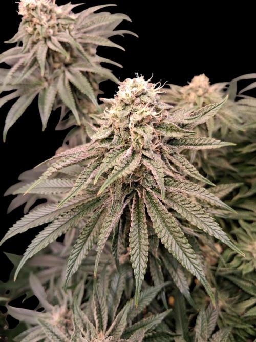 The Devil's Cookie One. Week 11