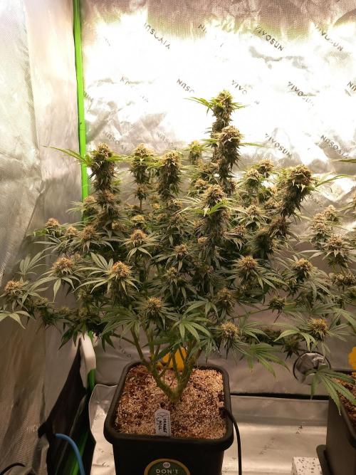 Orange Hill Special Dutch Passion. Week 13