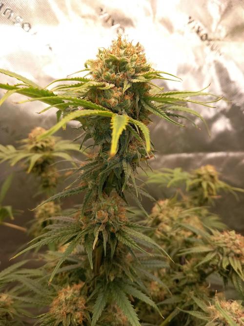 Orange Hill Special Dutch Passion. Week 13