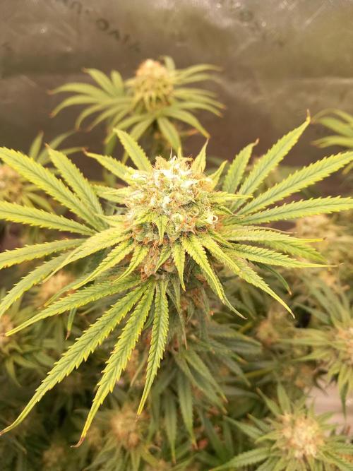 Orange Hill Special Dutch Passion. Week 13