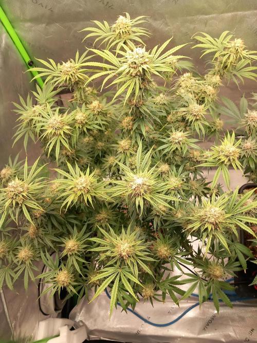 Orange Hill Special Dutch Passion. Week 13