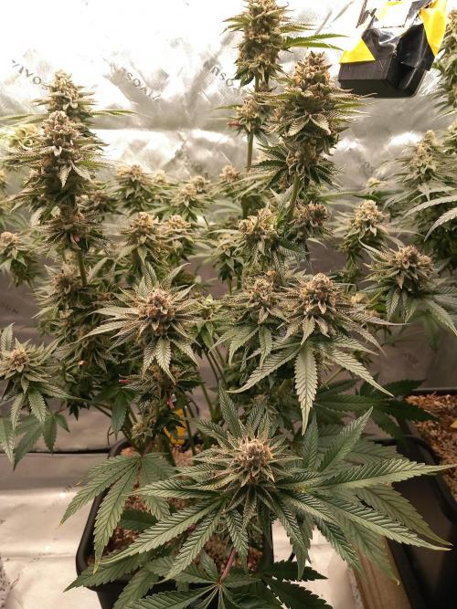 Orange Bud 2.0 Dutch Passion. Week 13