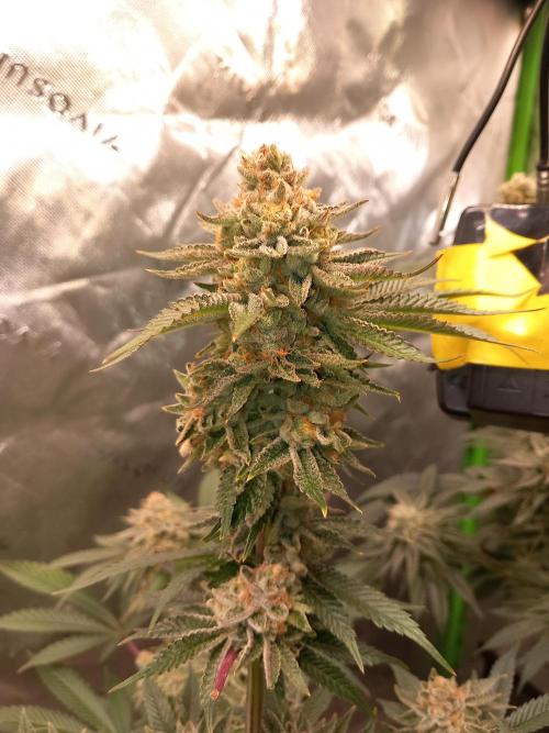 Orange Bud 2.0 Dutch Passion. Week 13