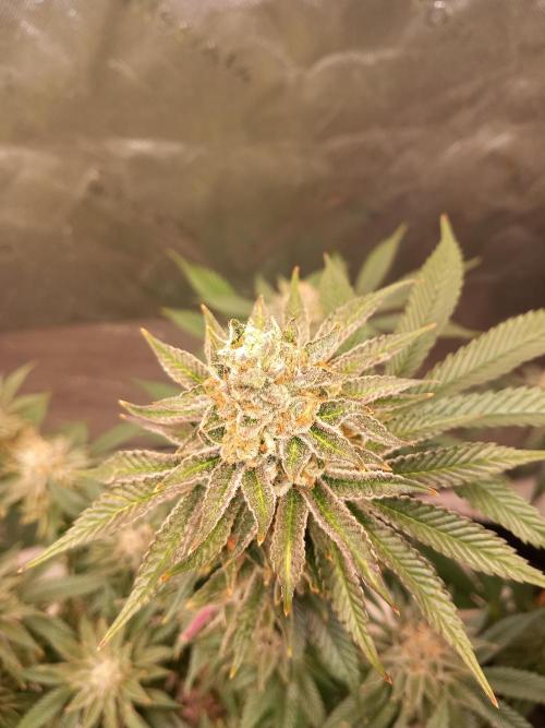 Orange Bud 2.0 Dutch Passion. Week 13