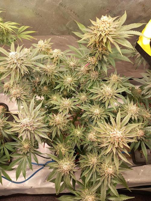 Orange Bud 2.0. Week 13