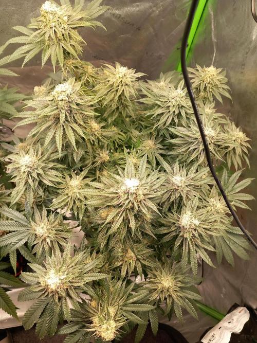 Orange Bud 2.0. Week 14