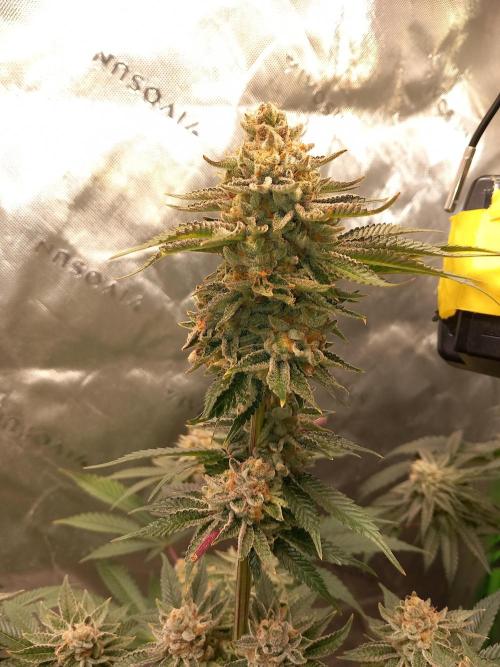 Orange Bud 2.0 Dutch Passion. Week 14