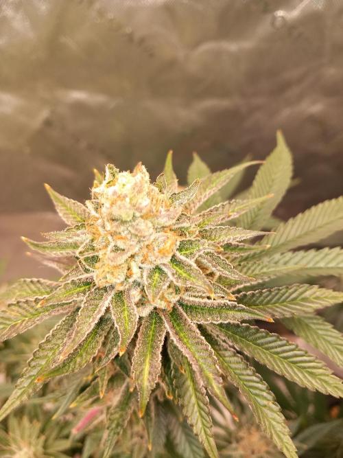 Orange Bud 2.0 Dutch Passion. Week 14